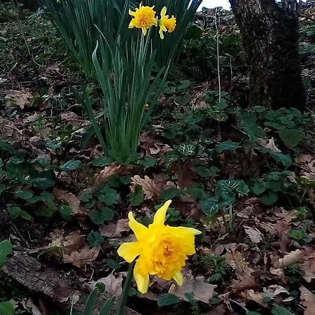 Au Domaine Spa-piscine Sauna 3* Lescout