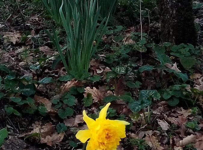 Au Domaine Spa-piscine Sauna 3* Lescout