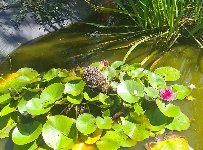 Au Domaine Spa-piscine Sauna Frühstückspension 3*